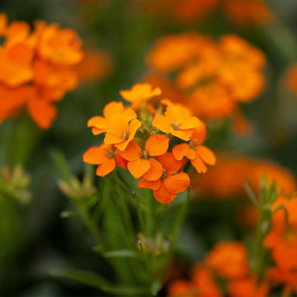 Siberian Orange1 GREEN GARDENS