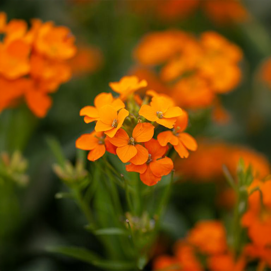 Siberian Orange1 GREEN GARDENS