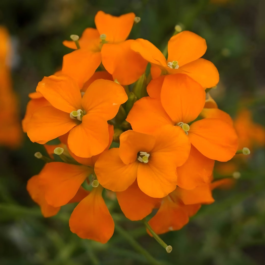 Siberian Wallflower Seeds - Orange (WINTER)