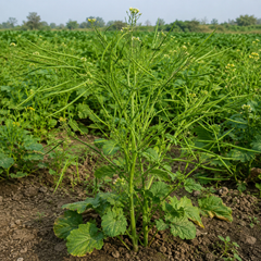 Singra Mogra (Radish Pods) {WINTER} لمبے مونگرے