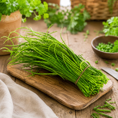 Singra Mogra radish plant with fresh green edible pods – winter radish pod seeds for home gardening in Pakistan