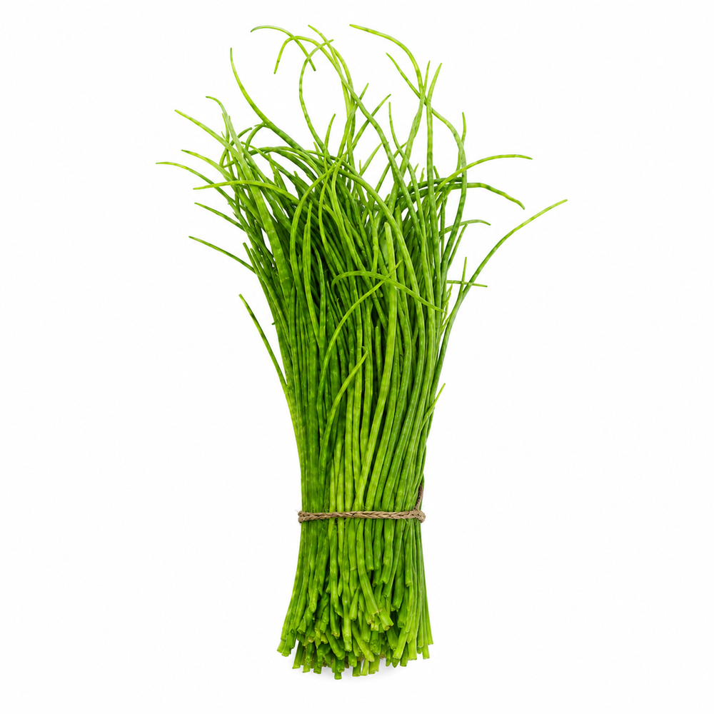 Singra Mogra radish plant with fresh green edible pods – winter radish pod seeds for home gardening in Pakistan