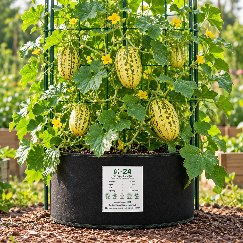 Snap Melon Phut Kakri elongated light green fruits growing on healthy summer melon vines with green leaves – Cucumis melo momordica seeds Pakistan