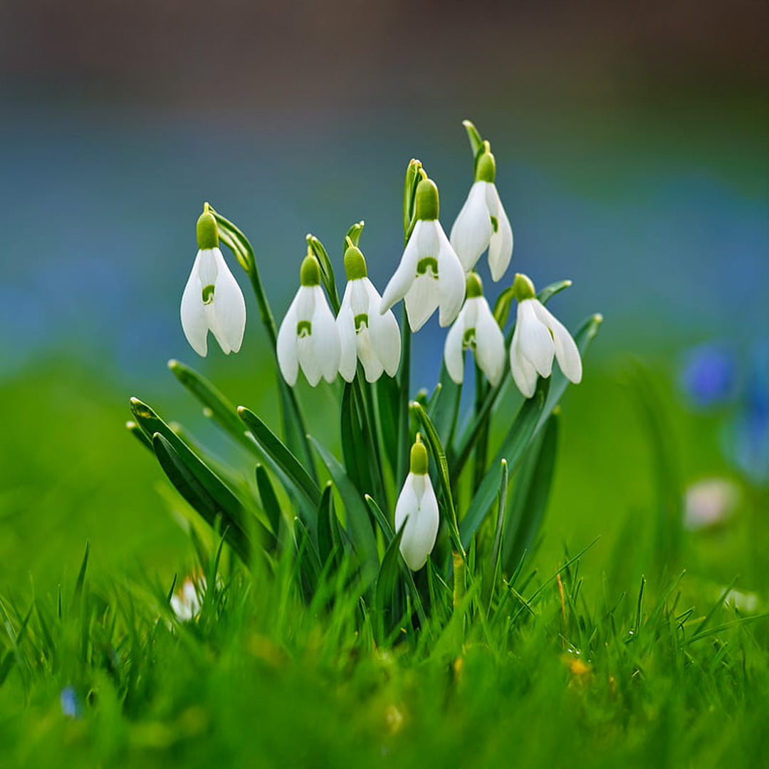 Snowdrops Flower Bulbs