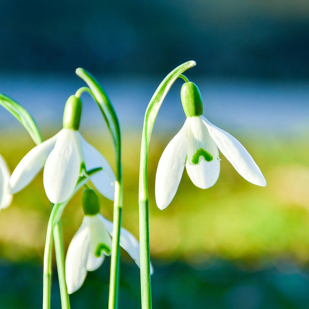 Snowdrops Flower Bulbs  {WINTER} (Pack of 5)
