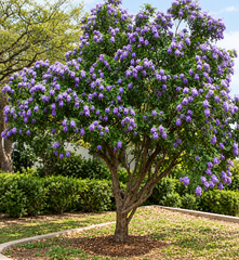 Texas Mountain Laurel Sophora secundiflora evergreen shrub with fragrant purple flower clusters and glossy foliage – ornamental perennial tree seeds in Pakistan