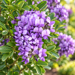 Texas Mountain Laurel Sophora secundiflora evergreen shrub with fragrant purple flower clusters and glossy foliage – ornamental perennial tree seeds in Pakistan