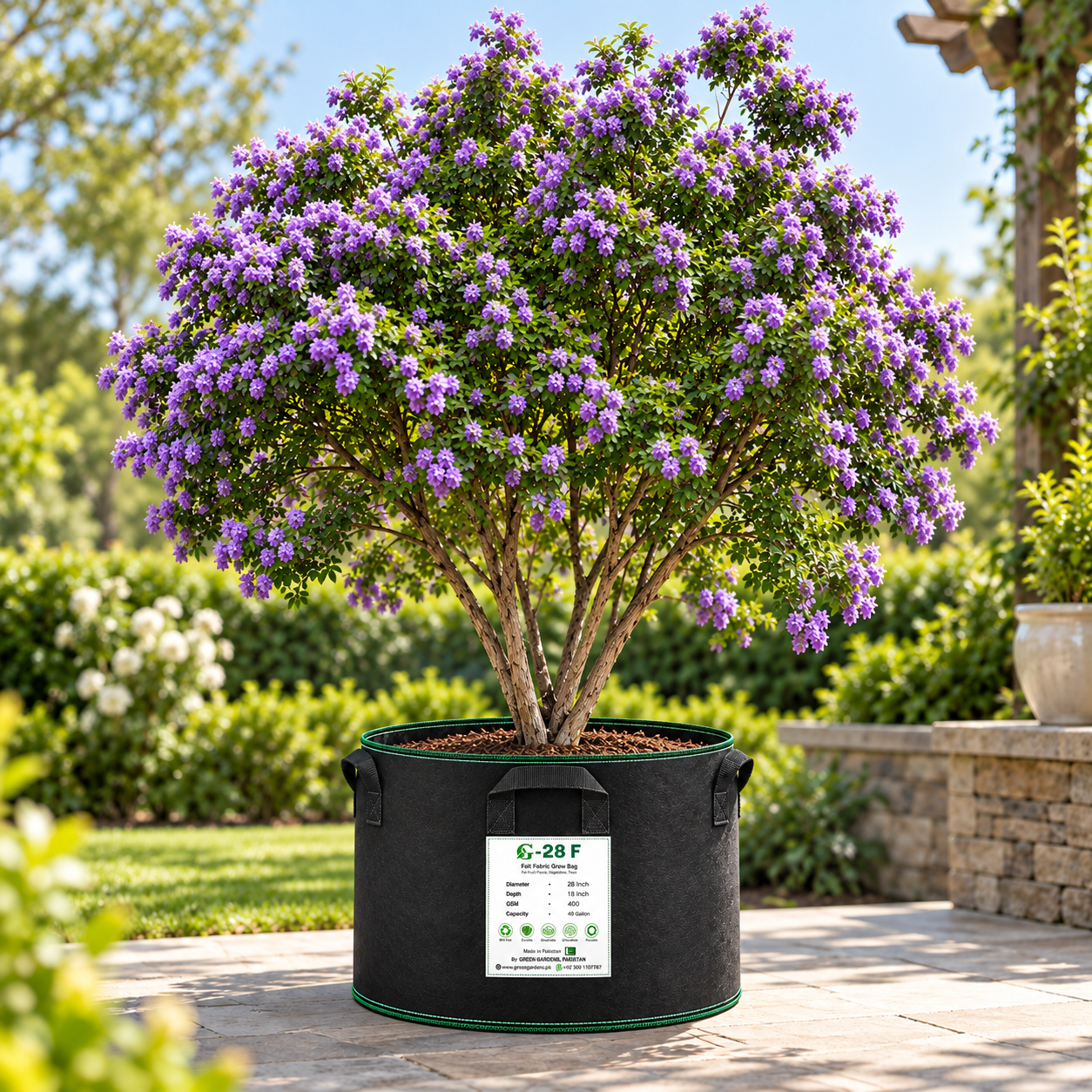 Texas Mountain Laurel Sophora secundiflora evergreen shrub with fragrant purple flower clusters and glossy foliage – ornamental perennial tree seeds in Pakistan