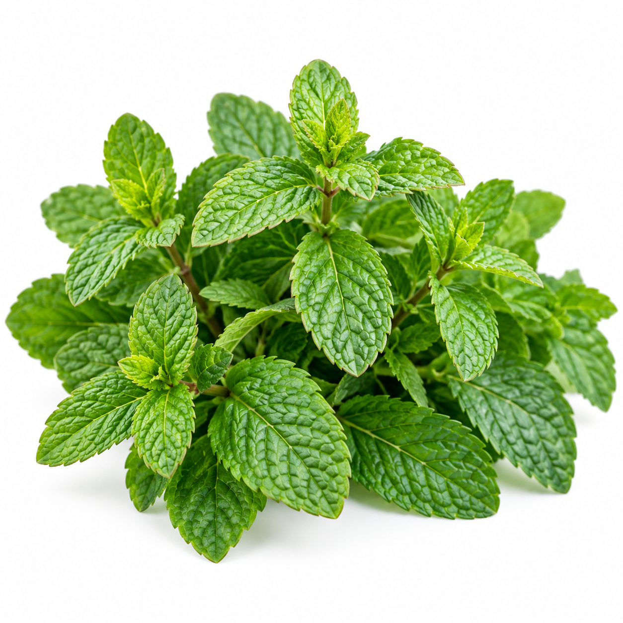 Healthy Spearmint plant with fresh aromatic green leaves – Mentha spicata seeds for chutneys, mint tea and home herb gardening in Pakistan