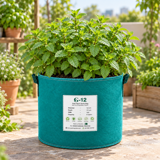 Healthy Spearmint plant with fresh aromatic green leaves – Mentha spicata seeds for chutneys, mint tea and home herb gardening in Pakistan