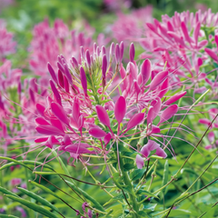 Rose Queen Spiderflower (Cleome hassleriana 'Rose Queen')