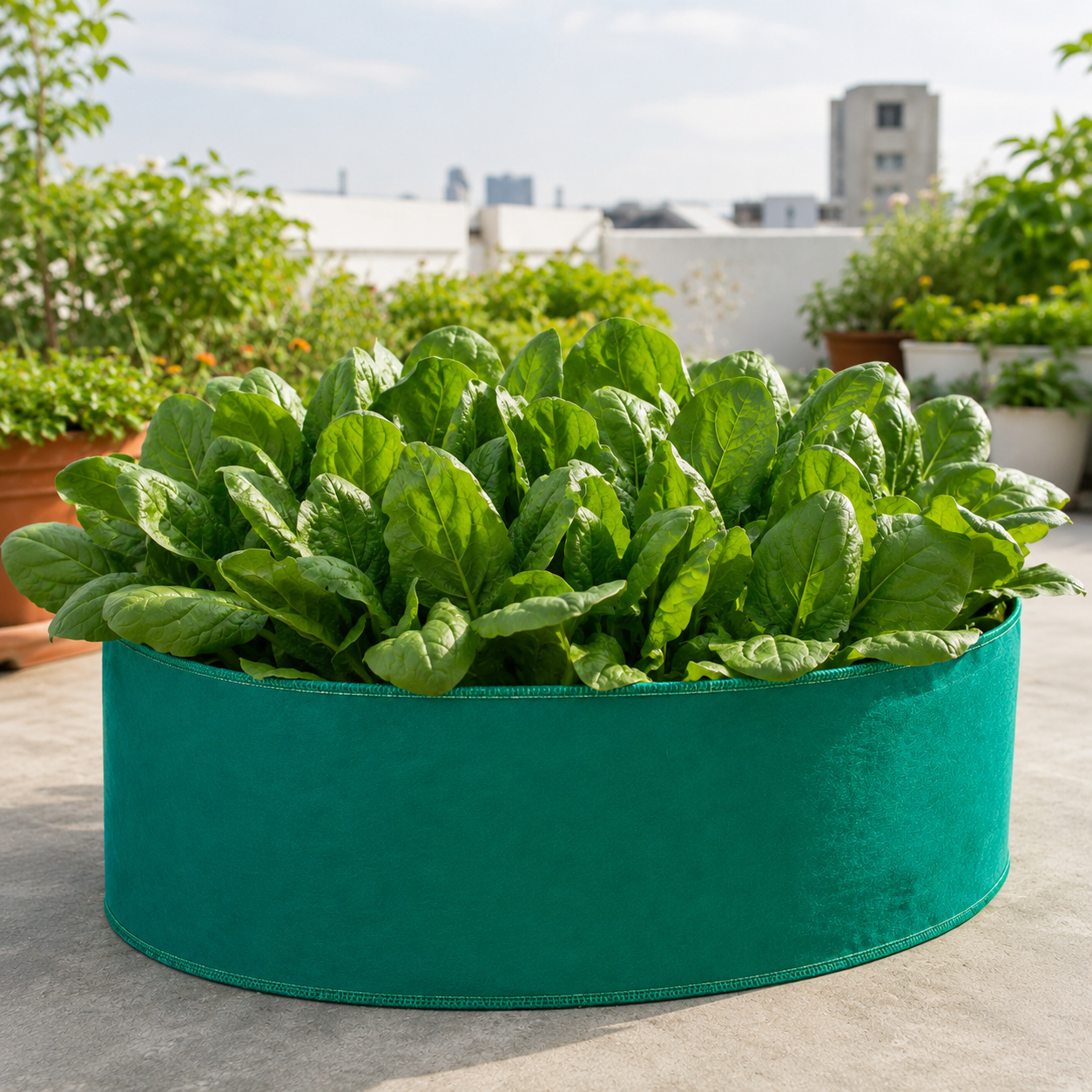 Spinach F1 Hybrid – Broadleaf (Summer Late Variety)