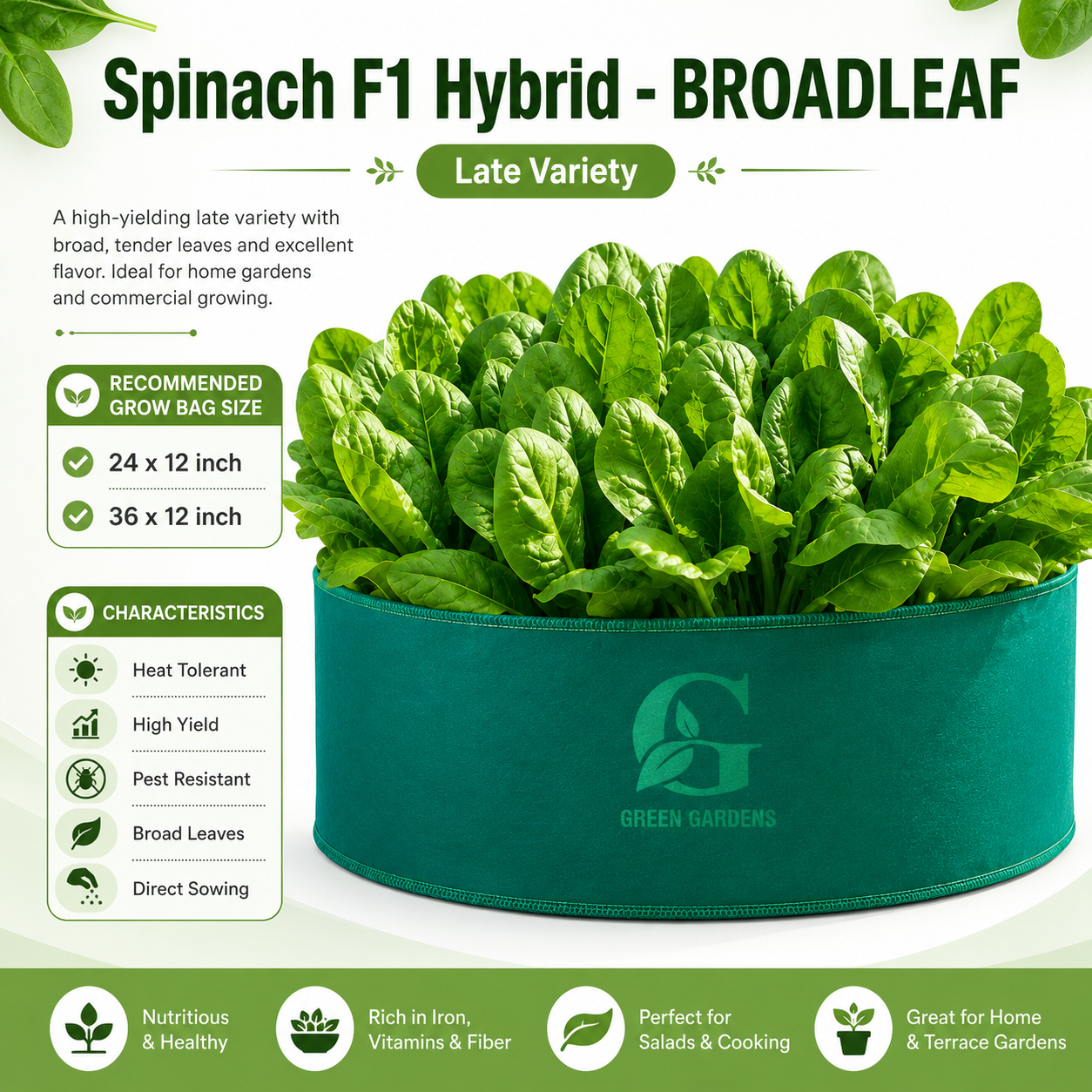 Spinach F1 Hybrid – Broadleaf (Summer Late Variety)