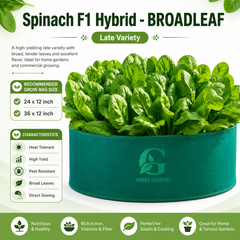 Spinach F1 Hybrid – Broadleaf (Summer Late Variety)