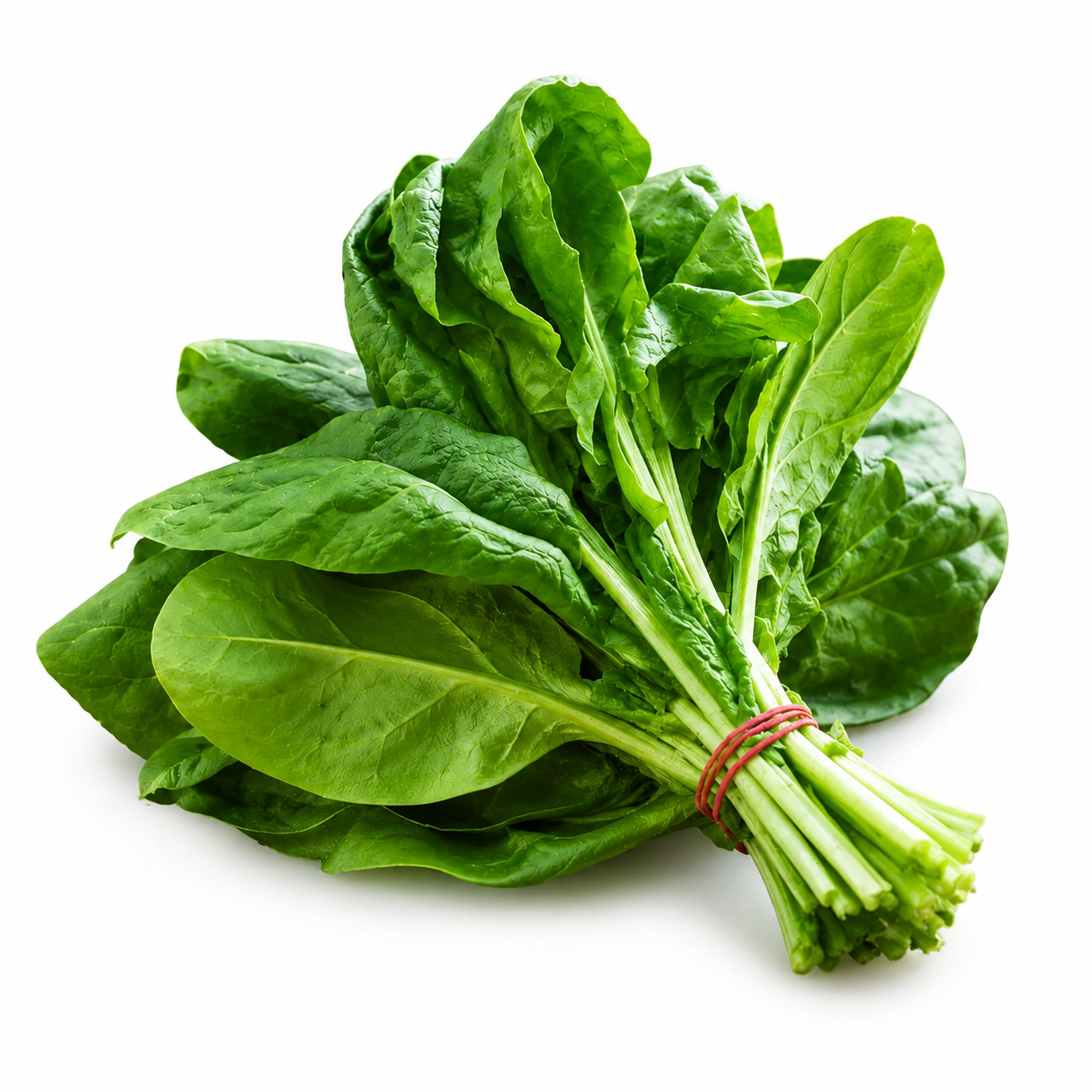 Broadleaf F1 Hybrid spinach with fresh large green leaves – summer late spinach seeds for home gardening in Pakistan
