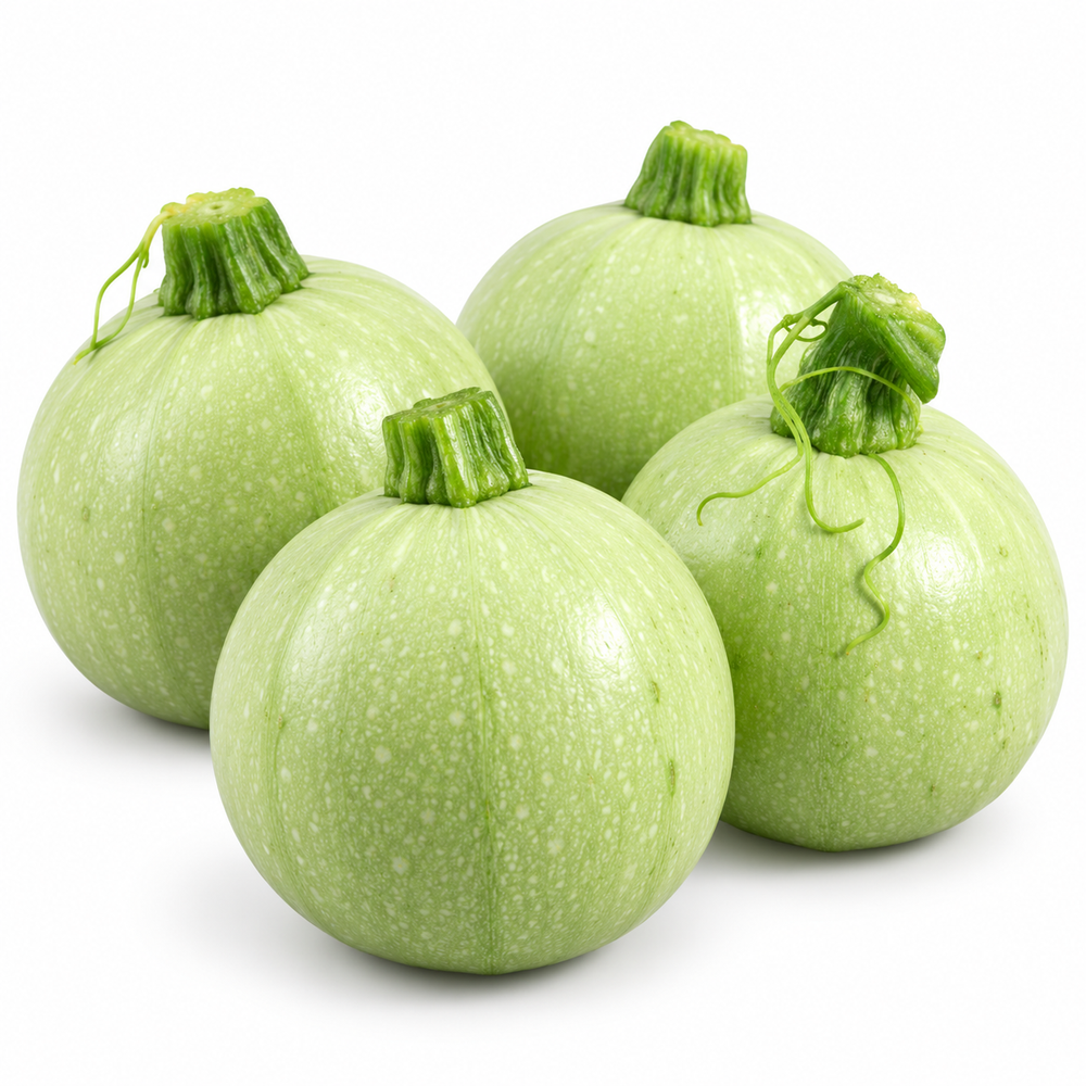 Round light-green F1 Hybrid squash fruits growing on a healthy plant – Round Squash seeds for summer and winter gardening in Pakistan