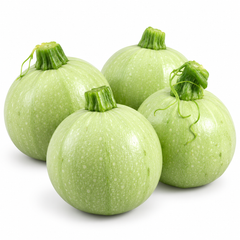 Round light-green F1 Hybrid squash fruits growing on a healthy plant – Round Squash seeds for summer and winter gardening in Pakistan