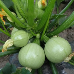 Round light-green F1 Hybrid squash fruits growing on a healthy plant – Round Squash seeds for summer and winter gardening in Pakistan