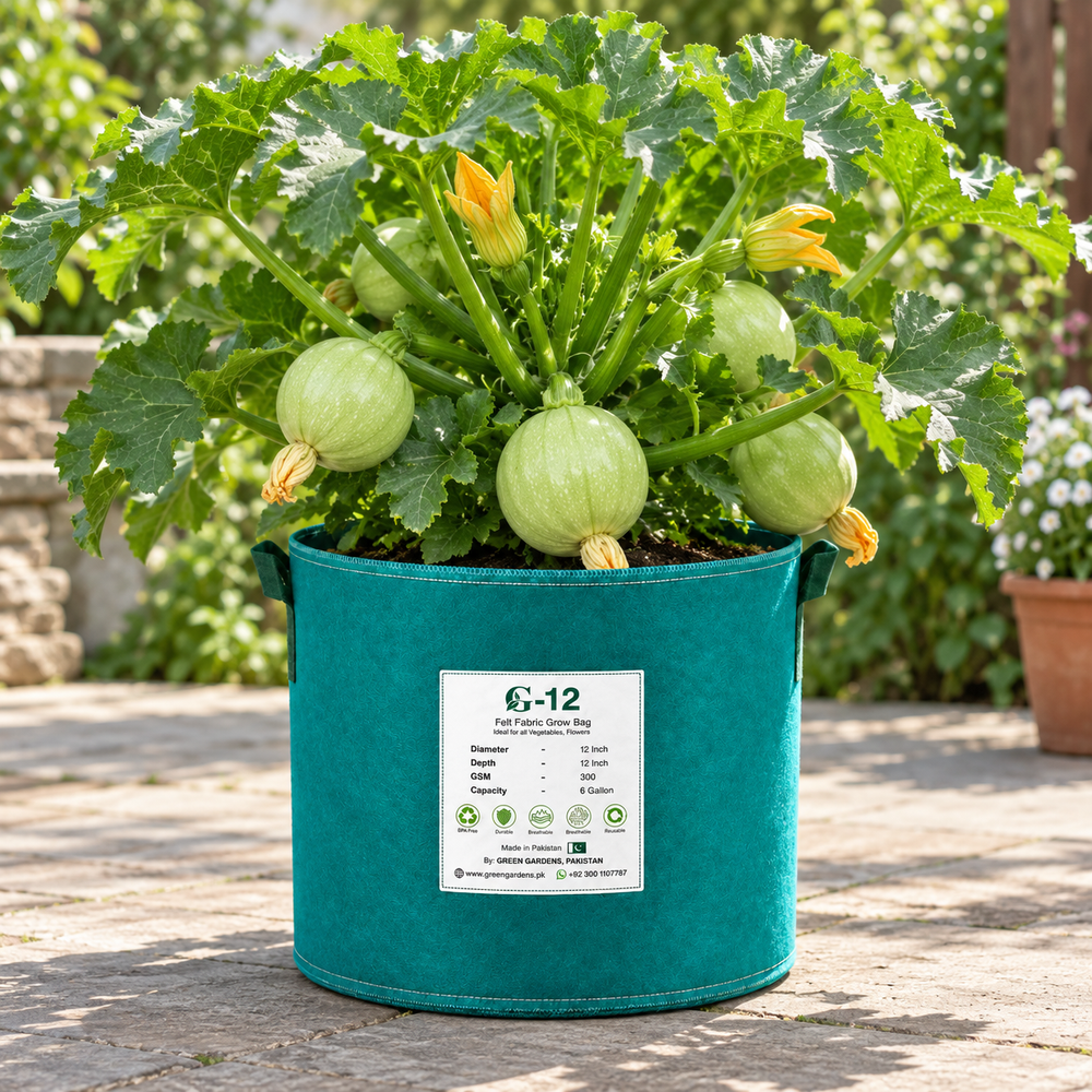 Round light-green F1 Hybrid squash fruits growing on a healthy plant – Round Squash seeds for summer and winter gardening in Pakistan