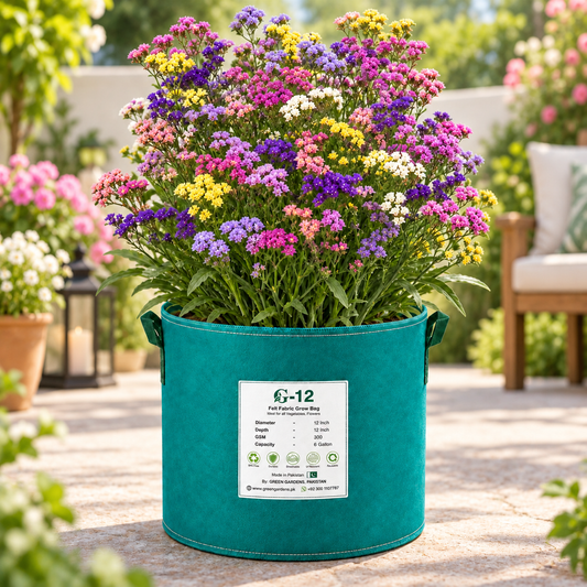 Statice Flower Mix with colourful purple pink white yellow lavender and peach papery blooms – winter cut and dried flower seeds for gardens in Pakistan