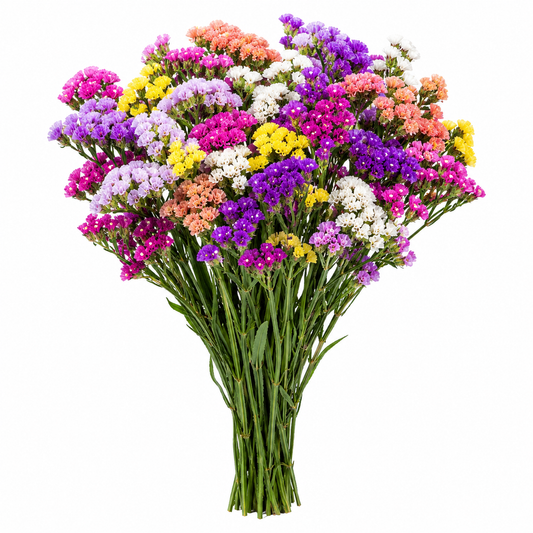 Statice Flower Seeds Mix – Colourful Cut Flowers for Home Gardens (WINTER)