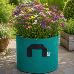 Statice Flower Seeds Mix – Colourful Cut Flowers for Home Gardens (WINTER)