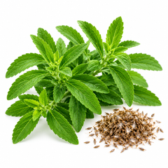 Healthy Stevia rebaudiana plant with fresh green sweet leaves – Stevia Sweet Leaf seeds for home herb gardening in Pakistan