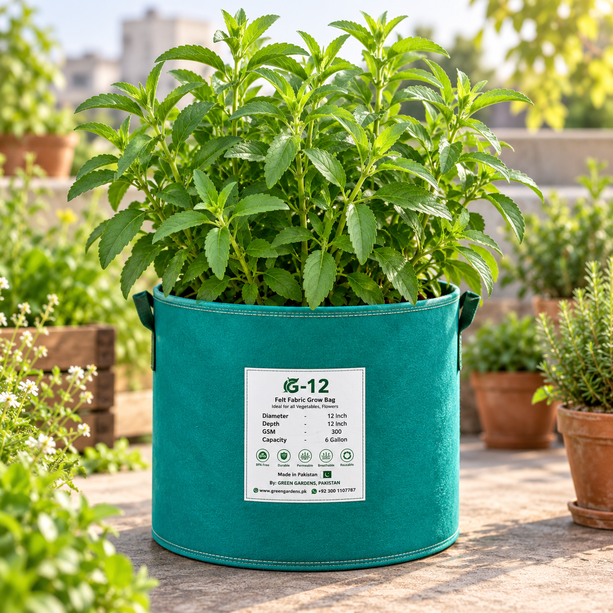 Healthy Stevia rebaudiana plant with fresh green sweet leaves – Stevia Sweet Leaf seeds for home herb gardening in Pakistan