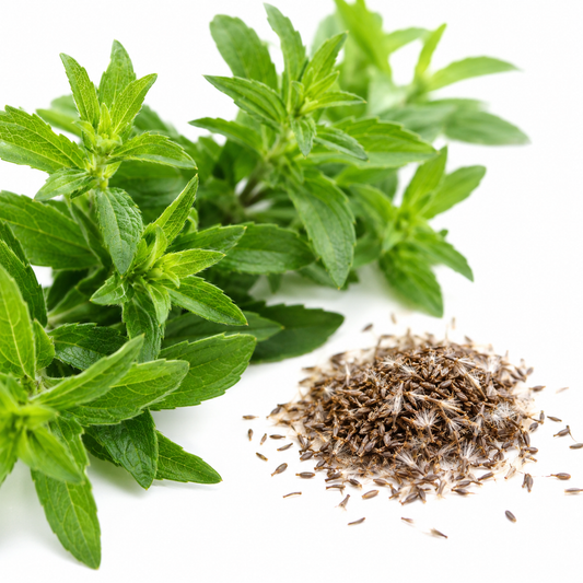 Stevia (Seeds)  سٹیویا کے بیج