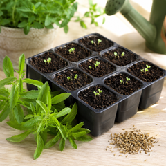 Stevia (Seeds)  سٹیویا کے بیج