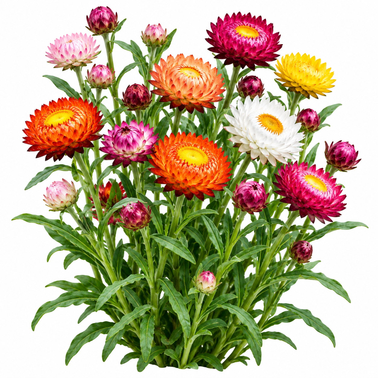 Straw Flower Xerochrysum bracteatum with colourful papery everlasting blooms – winter flower seeds for beds borders pots grow bags fresh cuts and dried arrangements in Pakistan