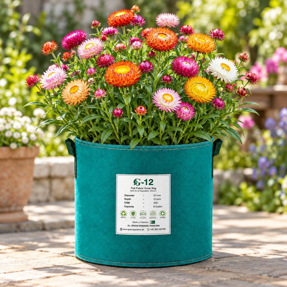 Straw Flower Xerochrysum bracteatum with colourful papery everlasting blooms – winter flower seeds for beds borders pots grow bags fresh cuts and dried arrangements in Pakistan