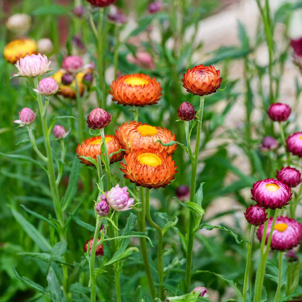 Strawflower GREEN GARDENS