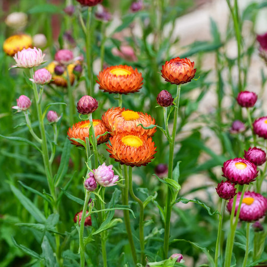 Strawflower GREEN GARDENS