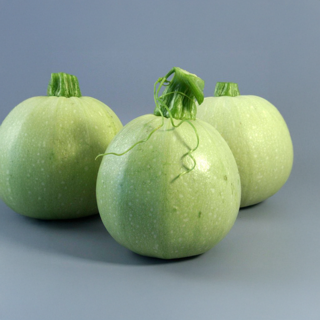Summer Squash, F1 Hybrid گول ٹینڈی / چپنی کدو