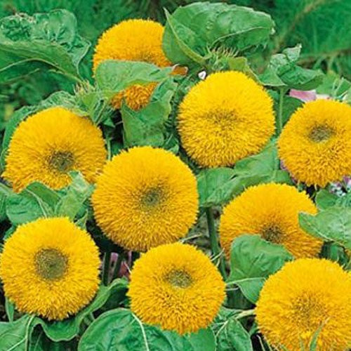 Sunflower Seeds - Teddy Bear (Dwarf) {SUMMER}