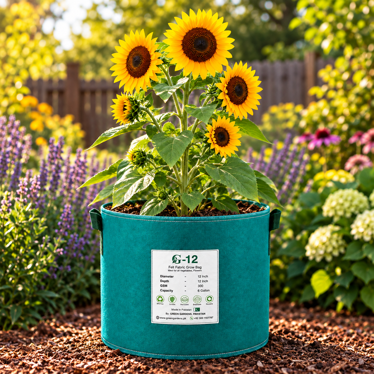 Sunflower Domino Helianthus annuus with golden-yellow petals and dark centres – branching summer sunflower seeds for gardens and grow bags in Pakistan