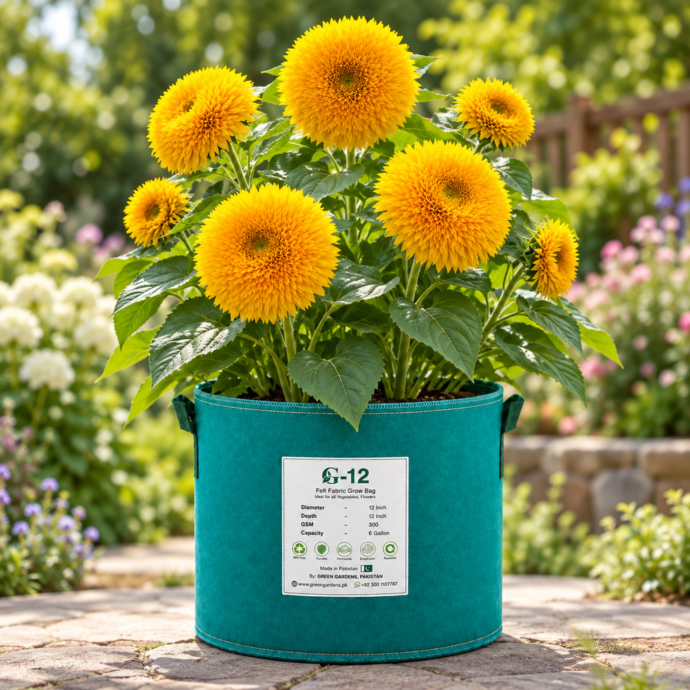 Double Tall Sunflower Helianthus annuus with large densely petalled golden-yellow double flowers – summer seeds for gardens and grow bags in Pakistan