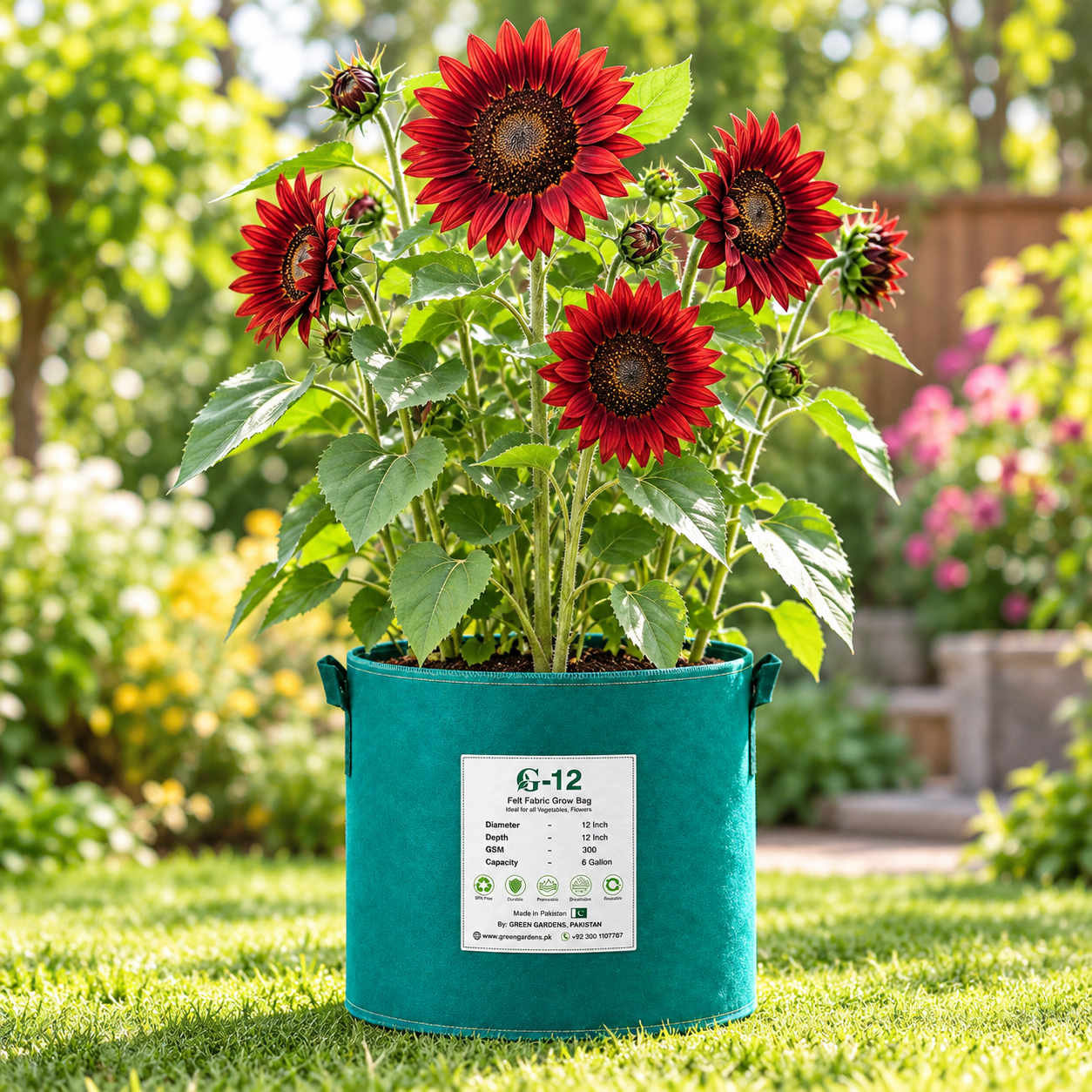 Red Sunflower Helianthus annuus with deep red burgundy flowers and dark centres – summer flower seeds for gardens and grow bags in Pakistan