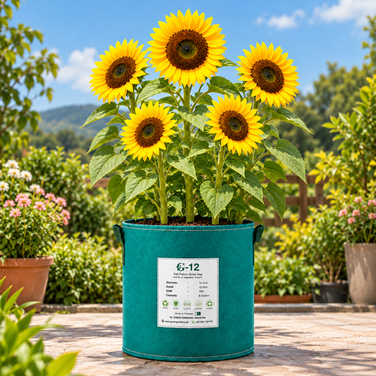 Sunflower Taiyo Helianthus annuus with large golden-yellow flowers and dark brown centres – summer flower seeds for gardens and grow bags in Pakistan