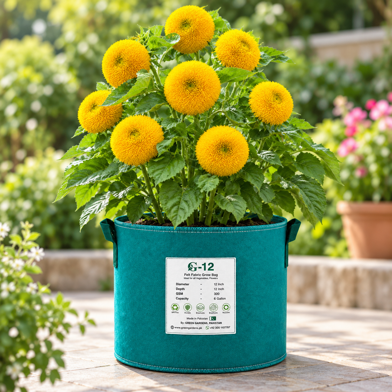 Teddy Bear Dwarf Sunflower Helianthus annuus with fluffy double golden-yellow blooms – summer flower seeds for pots borders and grow bags in Pakistan