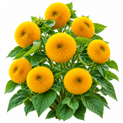 Teddy Bear Dwarf Sunflower Helianthus annuus with fluffy double golden-yellow blooms – summer flower seeds for pots borders and grow bags in Pakistan