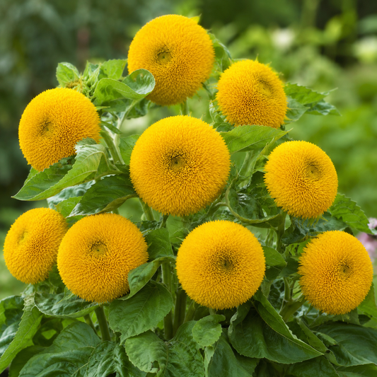Sunflower Seeds - Teddy Bear (Dwarf) {SUMMER}