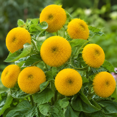Sunflower Seeds - Teddy Bear (Dwarf) {SUMMER}