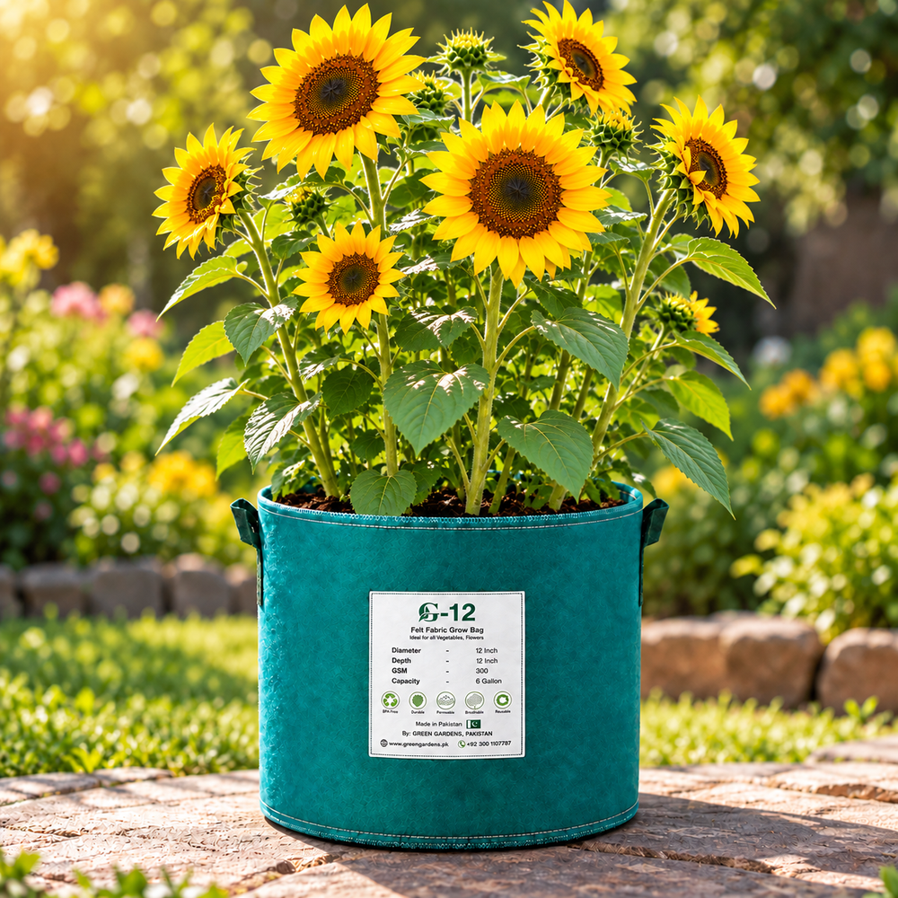 Big Size Sunflower Helianthus annuus with large bright yellow flower head and dark centre – summer sunflower seeds for gardens and grow bags in Pakistan