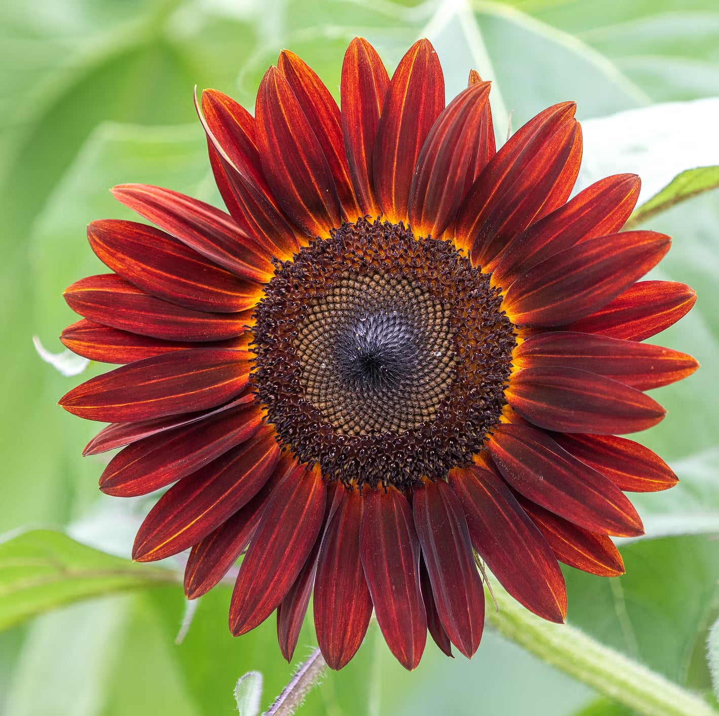 Sunflower Seeds - Red