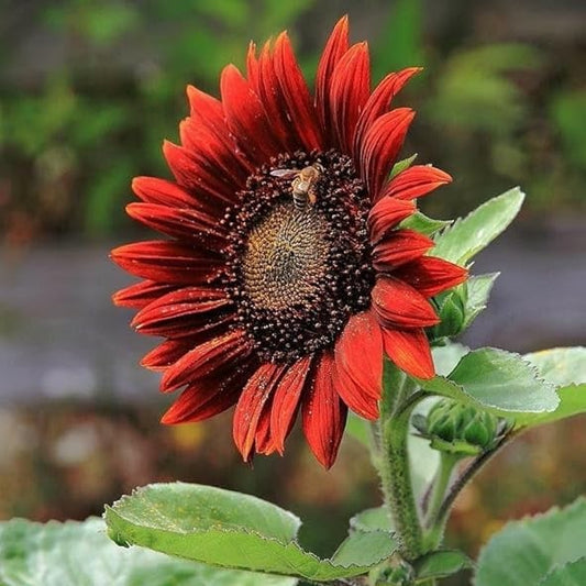 Sunflower Seeds - Red
