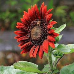 Sunflower Seeds - Red
