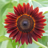 Sunflower Seeds - Red