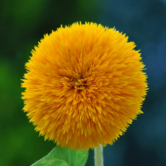 Sunflower Seeds - Double Tall (SUMMER)